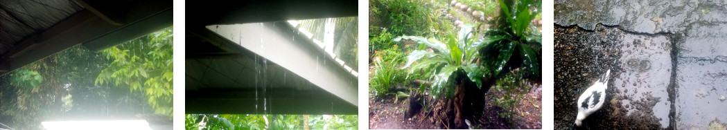 Images of rain in tropical nackyard