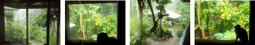 Imjages of heavy rain in tropical backyard