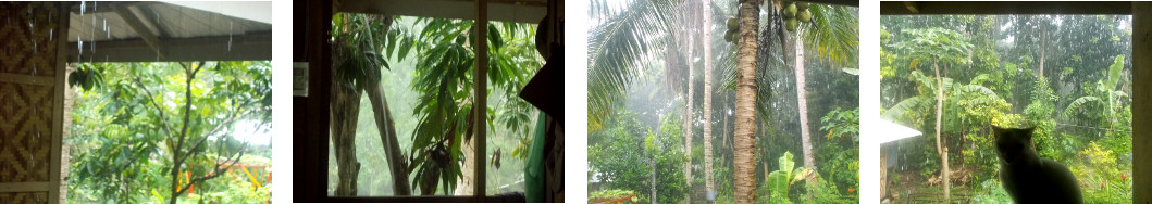 Images of October rain in tropical
        backyard