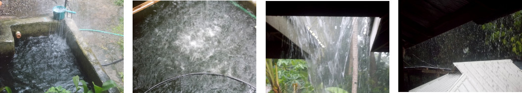 Images of heavy rain in tropical
        backyard