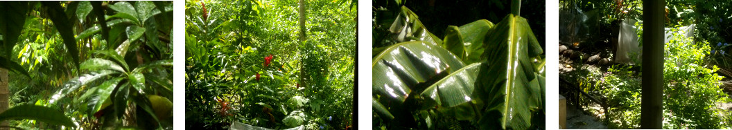 Images of rain and sun in tropical
        backyard