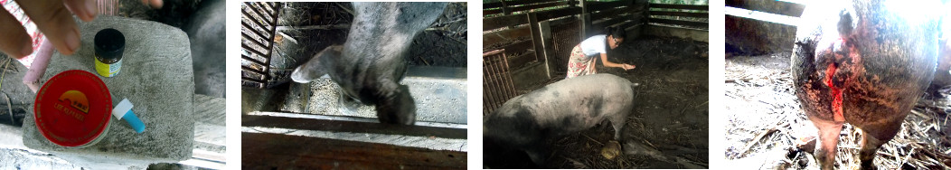 Images of tropical backyard sow being
        treated for infection