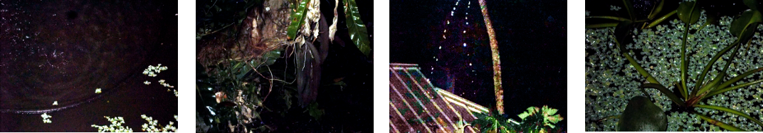 Images of night rain in tropical backyard