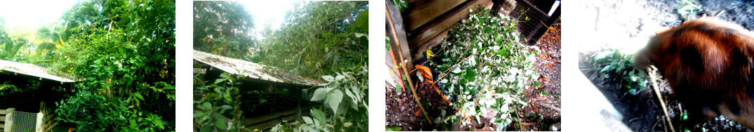 Images of tree trimmed and fed to pig
        in tropical backyard