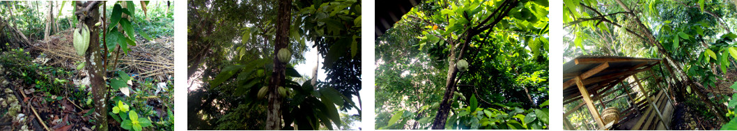 Images of productive Cacao tree in
        tropical backyard