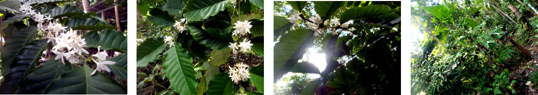Images of coffee tree in flower in
        tropical backyard