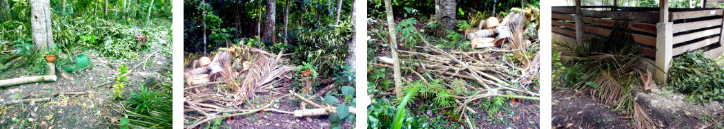 IMages of debris in tropical backyard
        after tree felling