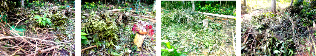 Images of debris in tropical backyard
        after recent tree felling