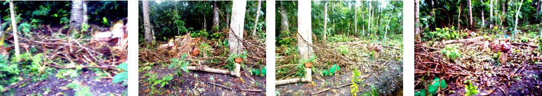 Images of remining debris from felled
        trees after several days clearing up
