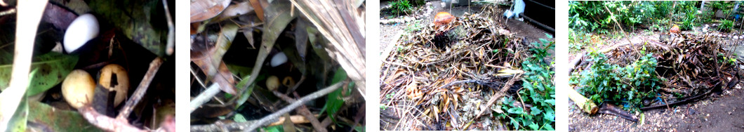 Images of eggs found under composting
        leaves in tropical backyard