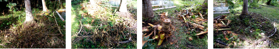 Images of removal of fallen tree
        debris in tropical backyard