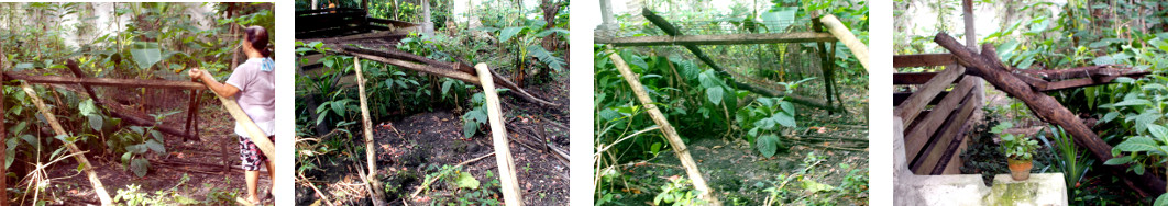 Images of collapsed climbing frame for vines in tropical
        backyard