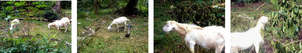 Imagws of goats in tropical backyard
        garden