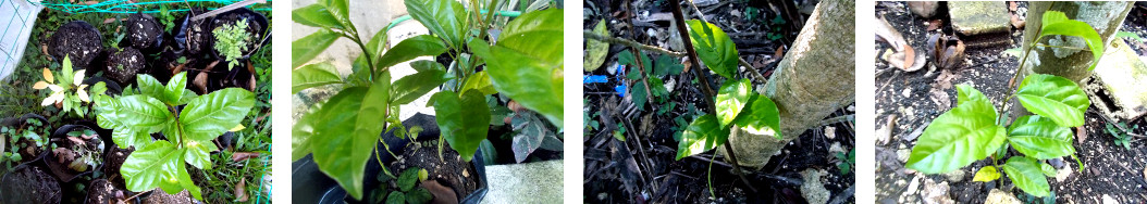 Images of passion fruit
            seedlings replanted in tropical backyard