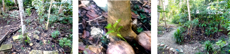 Images of passion fruit seedlings
        replanted in tropical backyard