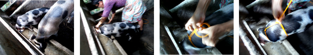 Imagws of tropical backyard piglet being given a
          harnass to help move it to another pen