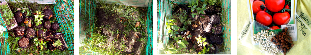 Images of Reorganisation of tropical
        backyard nursery area ready for potting some seeds