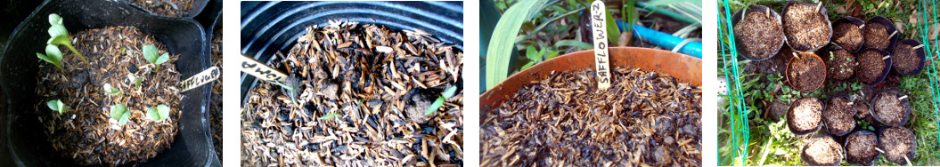Images of seedlings growing -plus newly potted seeds in
        tropical backyard