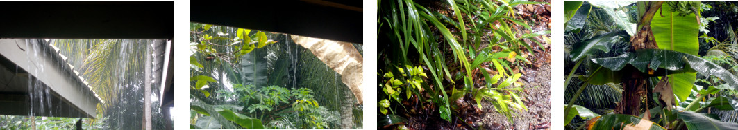 IMages of rain in tropical backyard