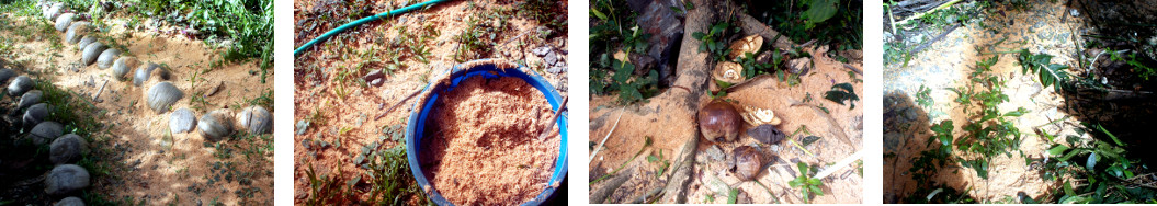 Images of sawdust in tropical backyard after tree
        felling