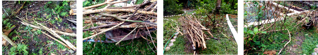 Imags of debris fronm tree felling
        used as supports for beans and other vines