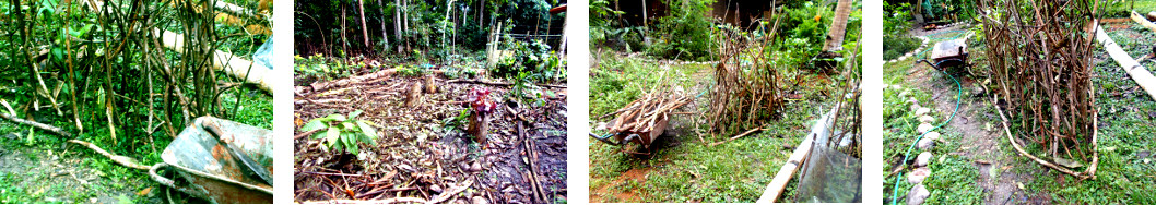Imagws of debris from tropical backyard tree felling
        used to support beans and other vines