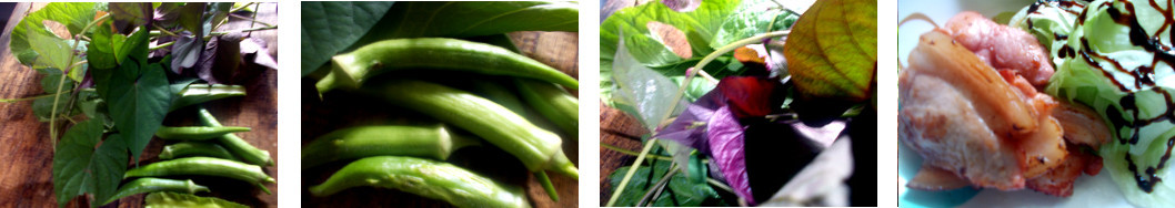 Images of vegetables foraged from
        tropical backyard garden