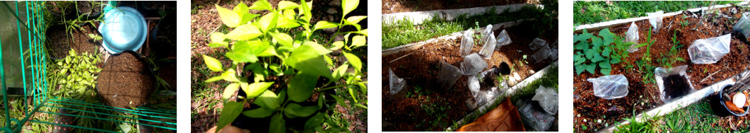 Images of Indian Pepper seedlings
        transplanted in tropical backyard