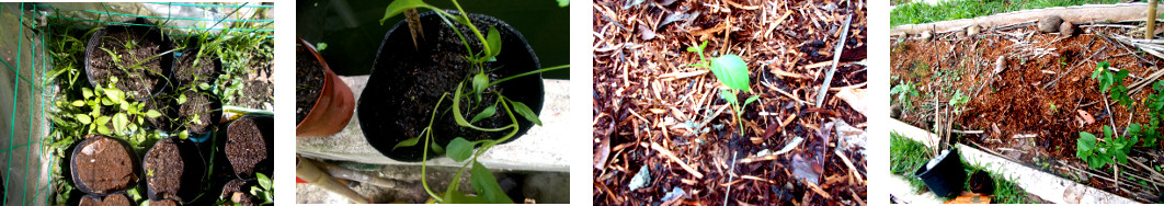 Images of nsweet pepper seedlings
        transplanted in tropical backyard