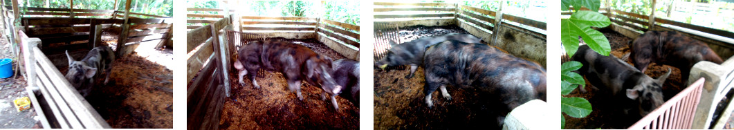 Images of tropical backyard boar and
        sow together