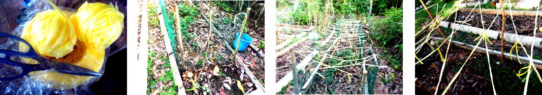 Images of plastic raffia strung
        between fences to protect crops from chickens in tropical
        backyard