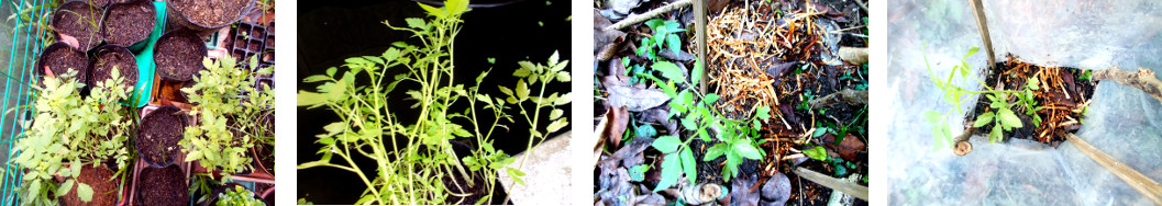 Images of seedlings from shop bought
        tomatoes transplanted in tropical backyard