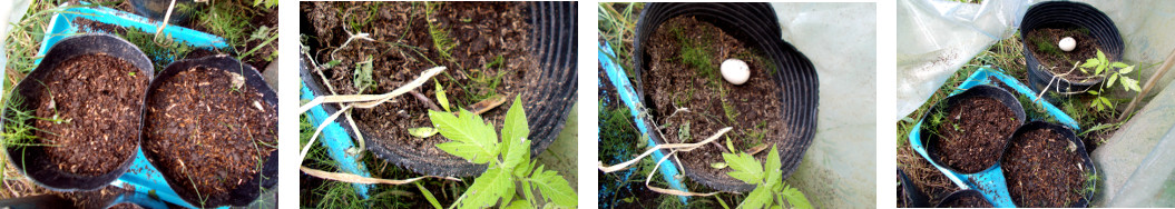 Images of damage done to seedlings in
        tropical backyard by nesting chicken