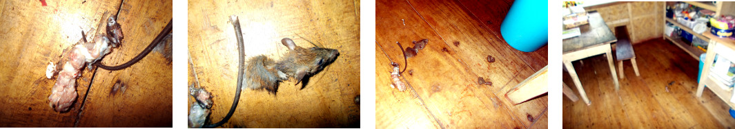 Images of dead rat in tropical house