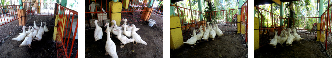 Images of ducklings in fattening pen
        under tropical house