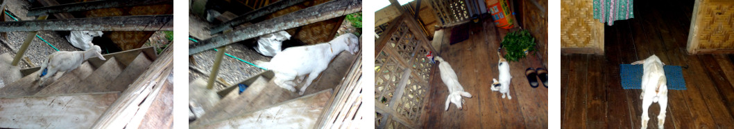 Images of a goat kid exploring a
        tropical house