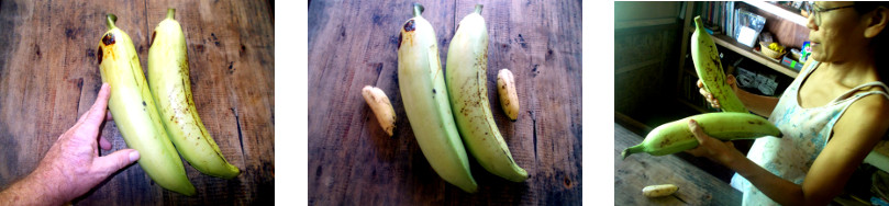 Images of large green bananas
