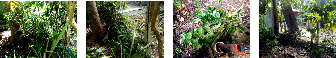 Images of tropical backyard
        boundary hedge being imporoved