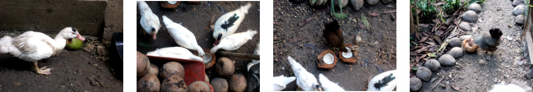 Images of ducks and chickens eating
        opened coconuts in tropical backyard