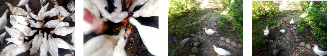 Images of tropical backyard ducks
        devouring a fallen Chesa fruit