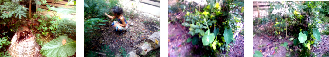 Images of start to cleaning up area in tropical
        backyard