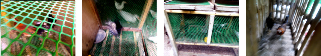 Imges of
        tropical backyard chickens in coops