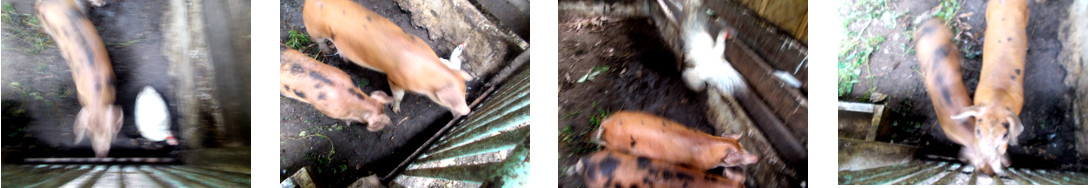 Images of duck trapped in tropical backyard pig pen
        being chased by piglets
