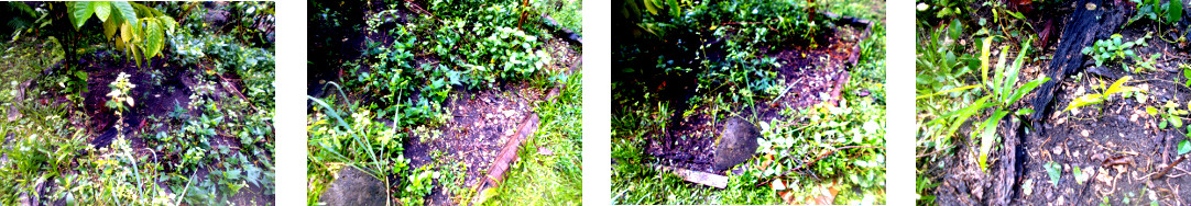 Images of tropical backyard garden patch being weeded