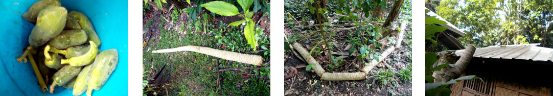 Images of fallen papaya tree processed in tropical
        backyard