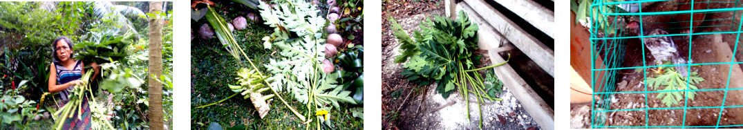 Images of fallen tropical backyard
        papaya tree fed to animals