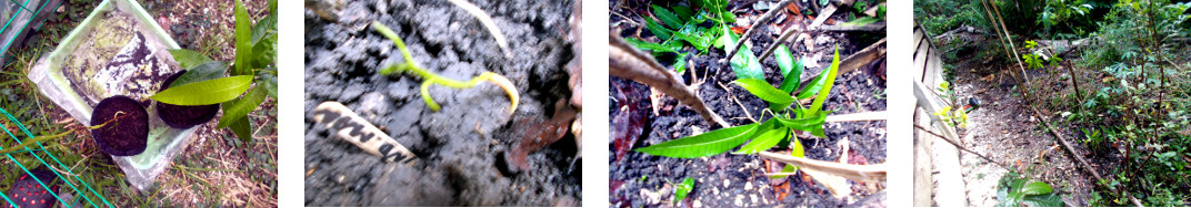 Images of Indian Mango and Apple Mango
        Seedlings transplanted in tropical backyard