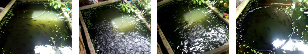 Images of tilapia in tropical backyard
        pond in feeding frenzy