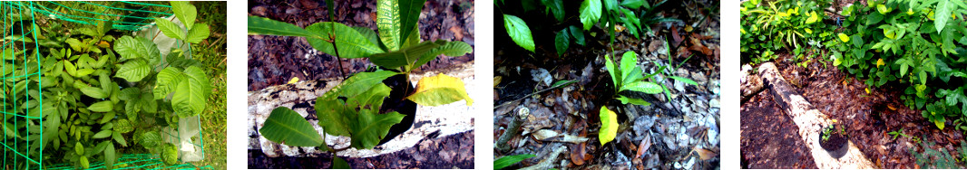 Images of Cashew seedlings
        transplanted in tropical backyard