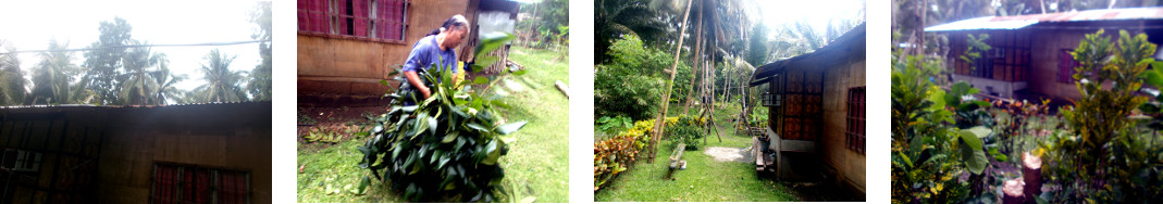 Images of a small tree being cleard up after falling on
        a tropical house while being felled